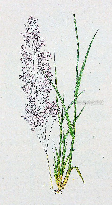古董植物学插图:弯曲的草,普通农草