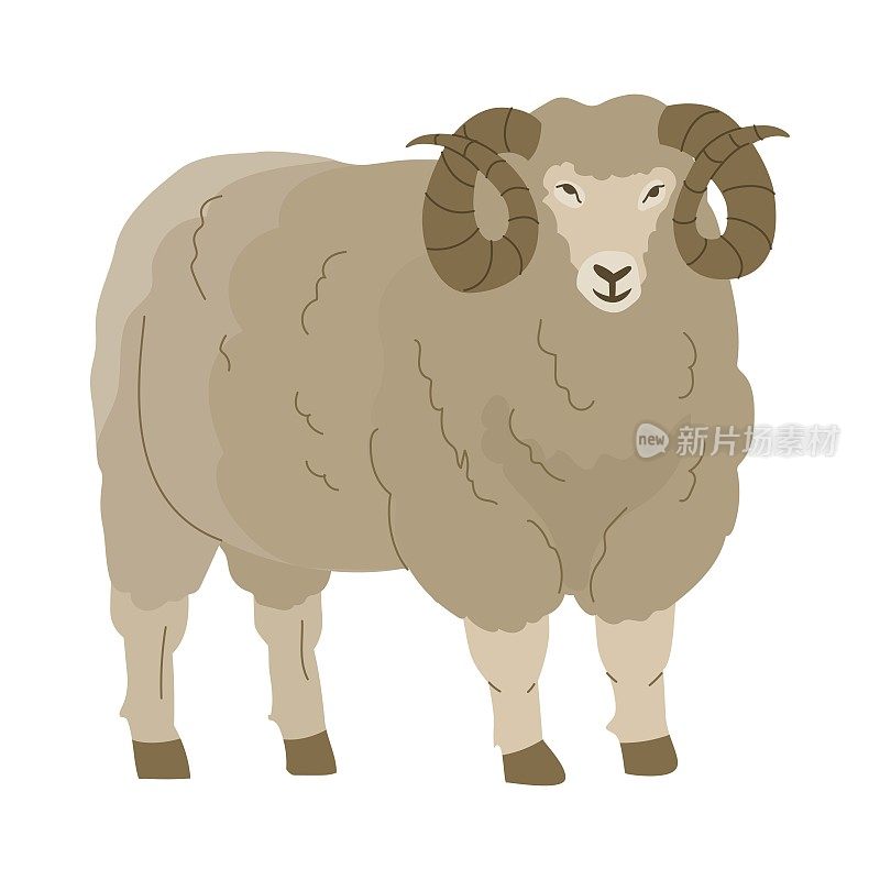 长着卷曲的角和华丽的羊毛的公羊。驯养的动物。农场的宠物。饲养动物以生产羊毛。家庭。矢量插图。白色背景上孤立的物体。
