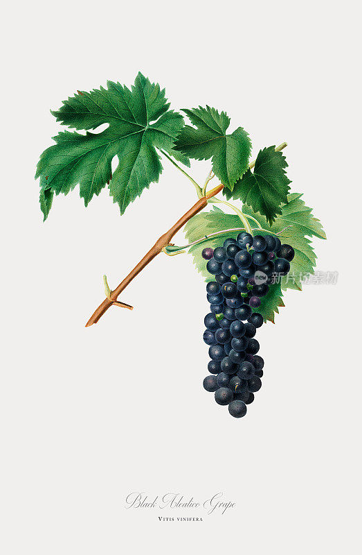 葡萄，植物插图，大约1817年