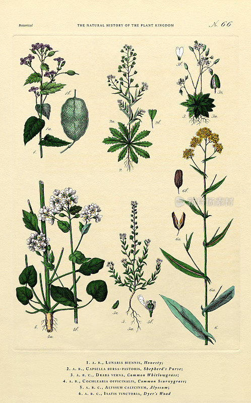 草本和开花植物，植物王国，维多利亚植物插图，大约1853年