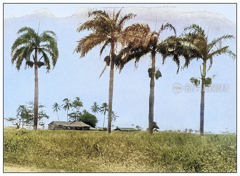 古色古香的黑白照片:波多黎各从马亚圭斯到圣日耳曼路上的甘蔗种植园