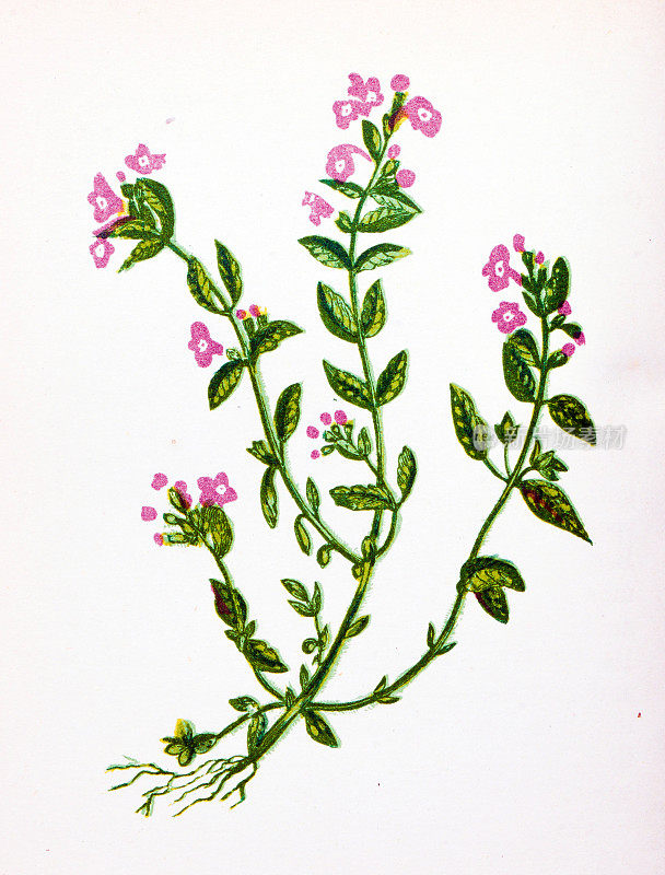 野生花卉的古董植物学插图:罗勒，百里香，西葫芦