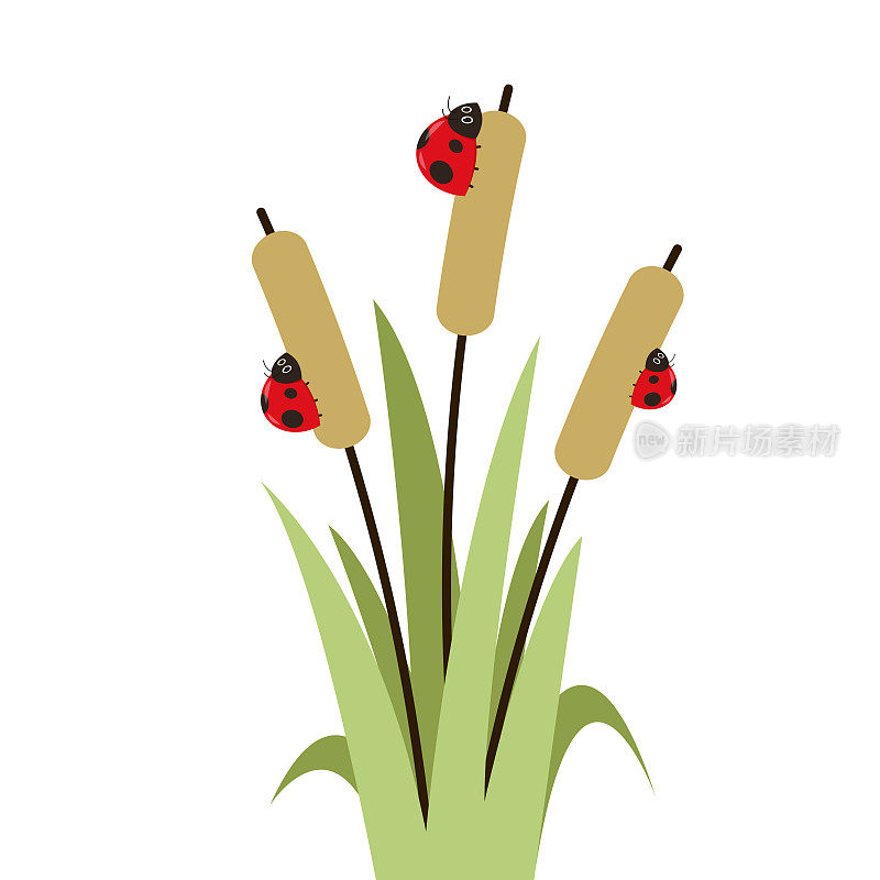 芦苇上的瓢虫。芦苇，香蒲，甘蔗。平面矢量图标插图。白色背景上孤立的卡通草、芦苇和藤条。
