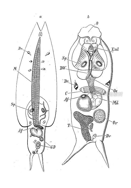 仿古生物动物学图:尾尾贝，尾贝母