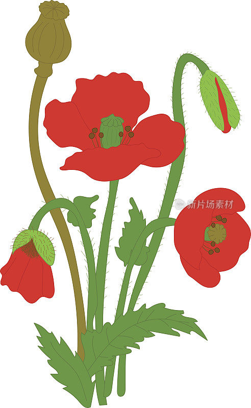 分开元素花红罂粟:花、叶、铃、芽