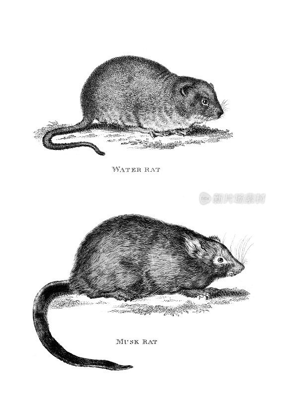 19世纪的水鼠和麝鼠的雕刻