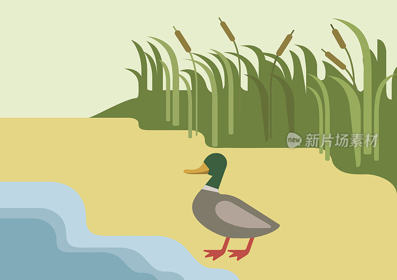 鸭鸭栖在河岸上，背景平坦，设计卡通载体农场野生鸟类。平动物园自然儿童收藏。
