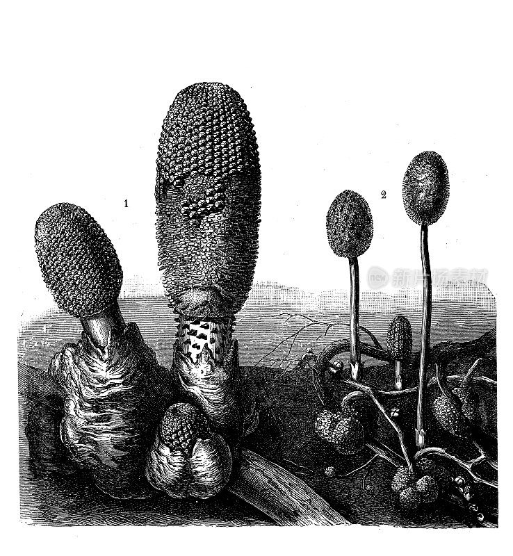 古植物学图例:玄参和古剑花