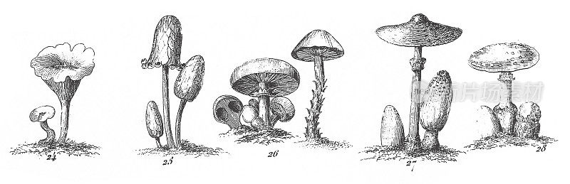 真菌，Jussieu的植物分类，藻类、真菌、苔藓、水龙足植物等非开花植物的代表，版画古插图，1851年出版