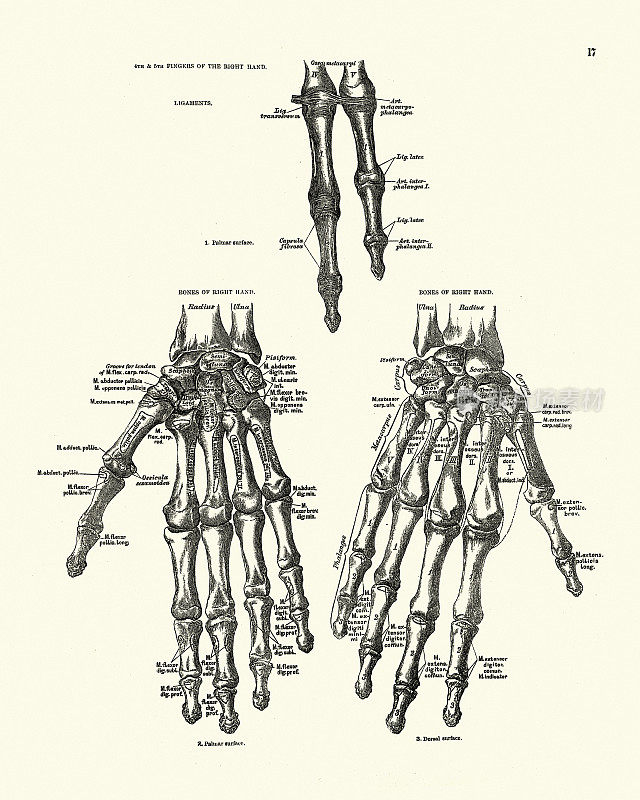 人类手骨，维多利亚时代的解剖学画，19世纪