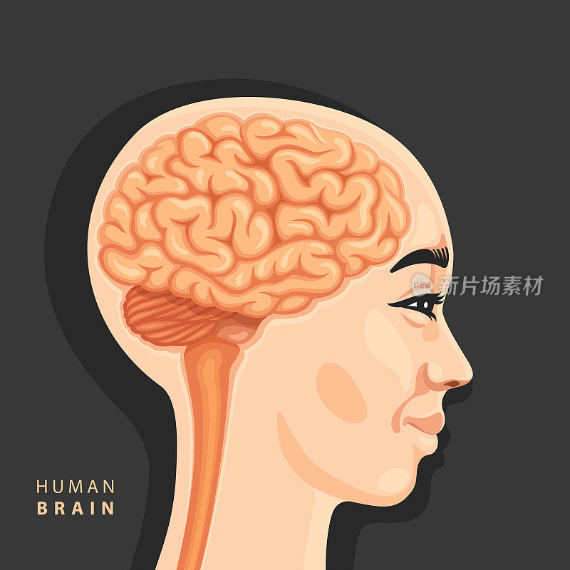 Feamale人类大脑