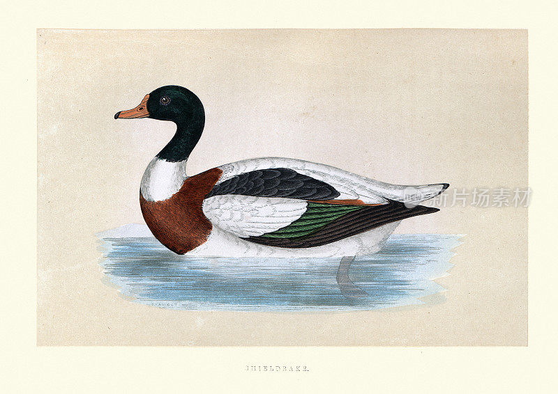 盾鸭，普通贝壳鸭(塔多纳塔多纳)，野生动物，鸟类艺术版画
