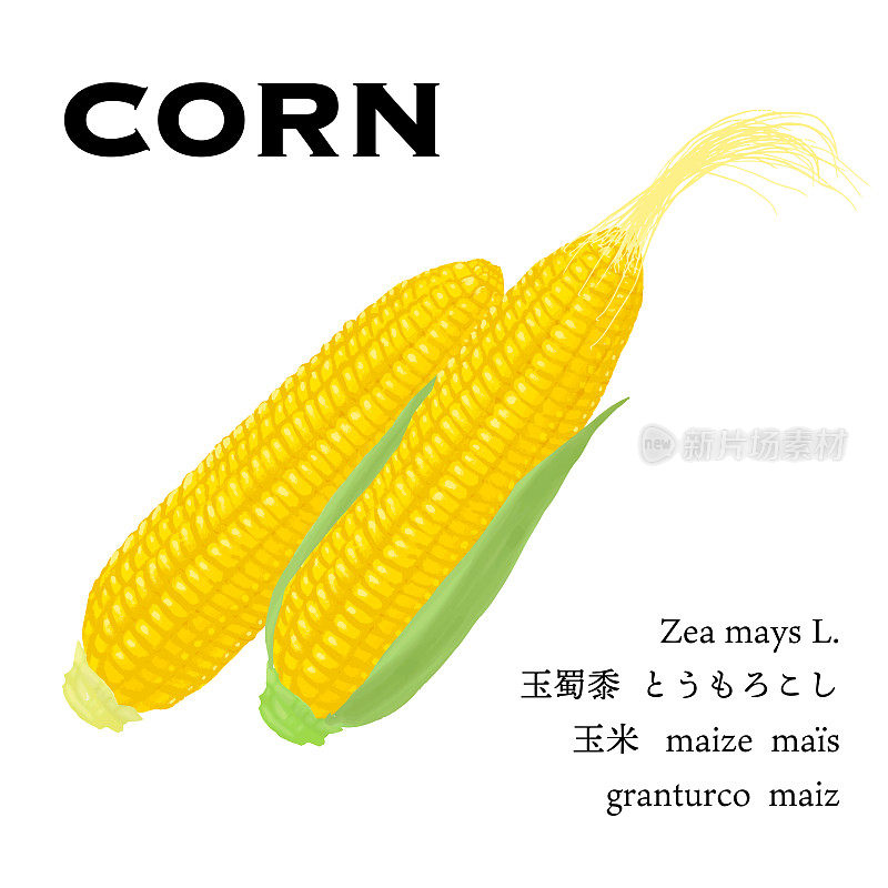 玉米简单矢量图