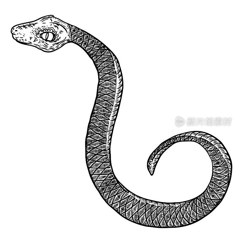蛇画插图。黑蛇孤立在白色的背景纹身设计。有毒的爬行动物，绘制的巫术，巫术属性的万圣节。向量。