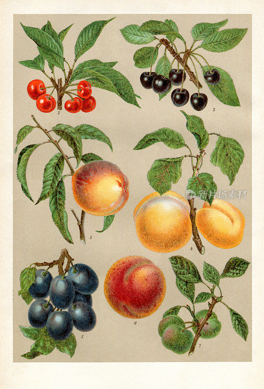 核果，李子，杏子，樱桃，桃子，油桃，图画1898