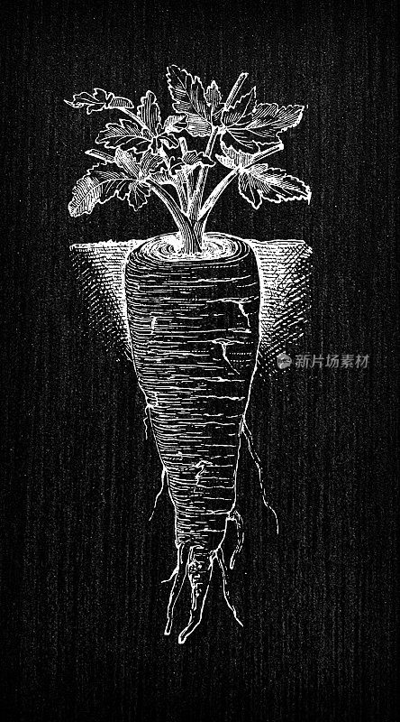 植物学蔬菜植物古董雕刻插图:防风草