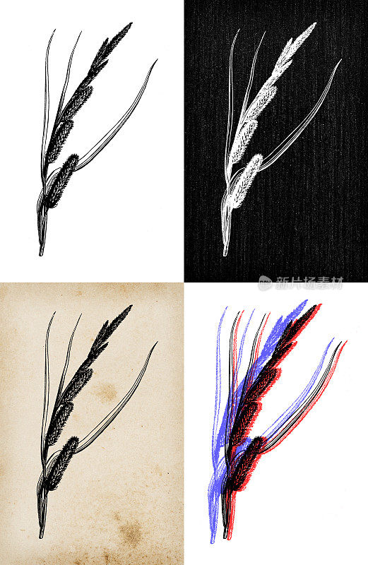 古代植物学插图:苔草，大池塘莎草
