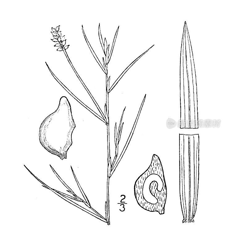 古植物学植物插图:红鹦鹉螺，细长的Pondweed