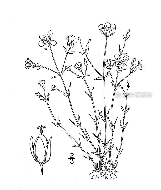 古植物学植物插图:沙粒、山沙草