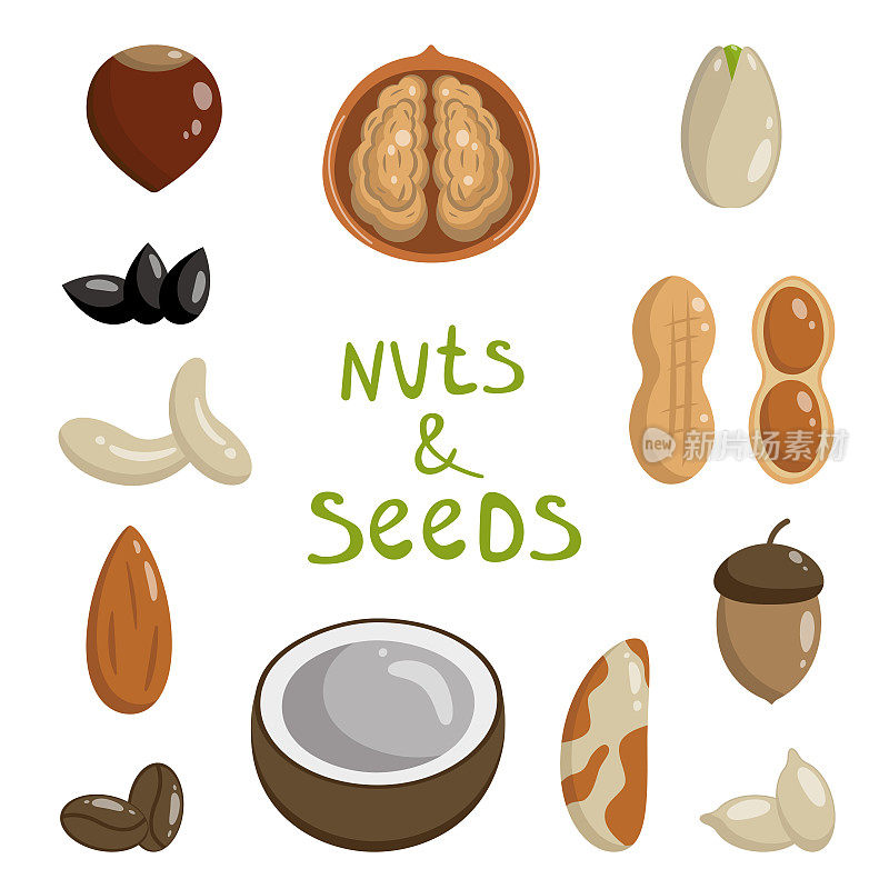 坚果和种子的矢量平面插图。健康饮食。素食者的食物。椰子，杏仁，腰果，花生，开心果和其他坚果和种子在白色背景上。