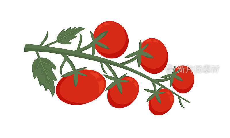红番茄的分支。红色成熟的蔬菜在白色的背景。新鲜蔬菜，健康素食，收获季节
