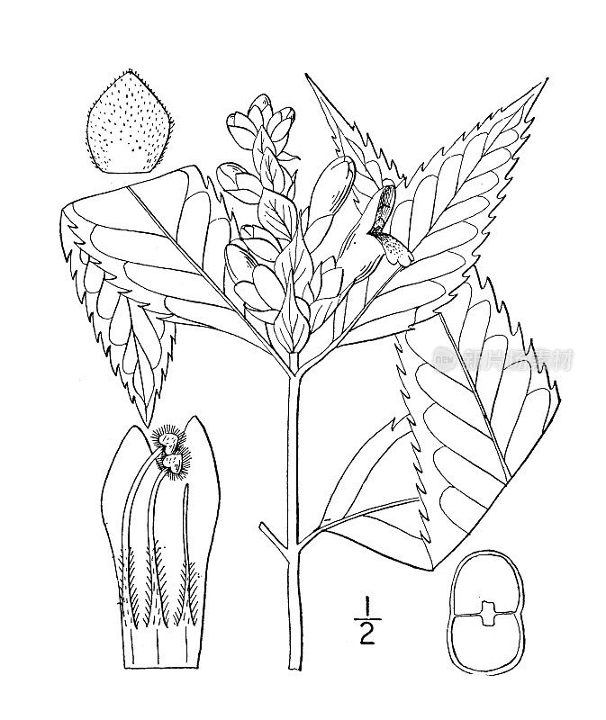 古植物学植物插图:龙葵、红龟头