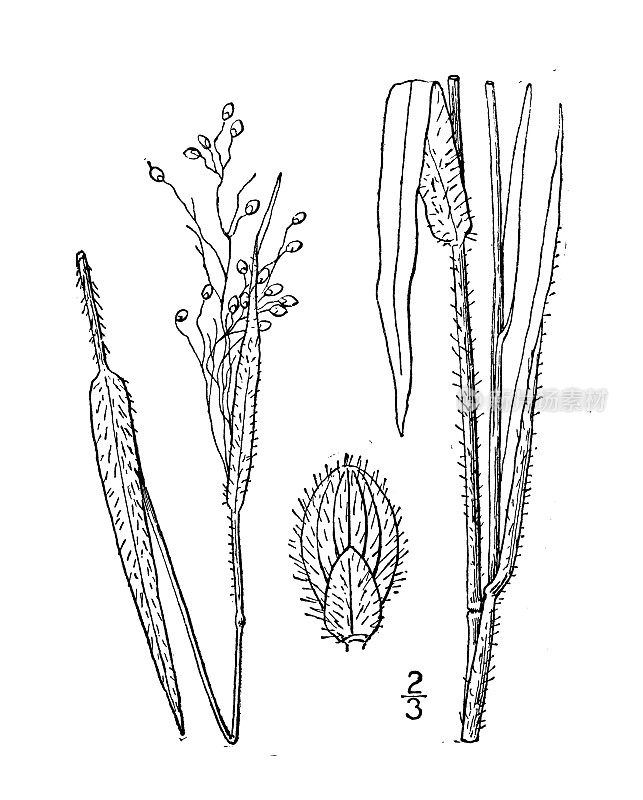 古植物学植物插图:利伯基圆锥花序，利伯基圆锥花序