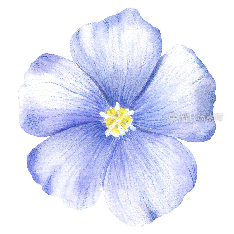 蓝紫色亚麻花。用水彩画的蓝色花朵。野春水彩花。亚麻插图中的一个孤立元素。