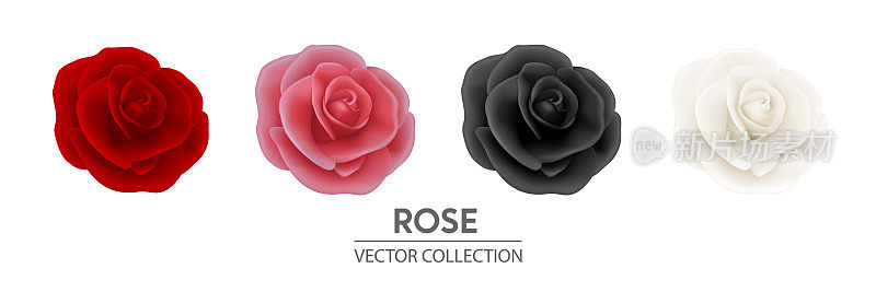 矢量3d现实花玫瑰图标设置特写孤立在白色。红，粉，黑，白玫瑰花蕾。玫瑰装饰收藏。玫瑰花的设计模板，剪纸艺术