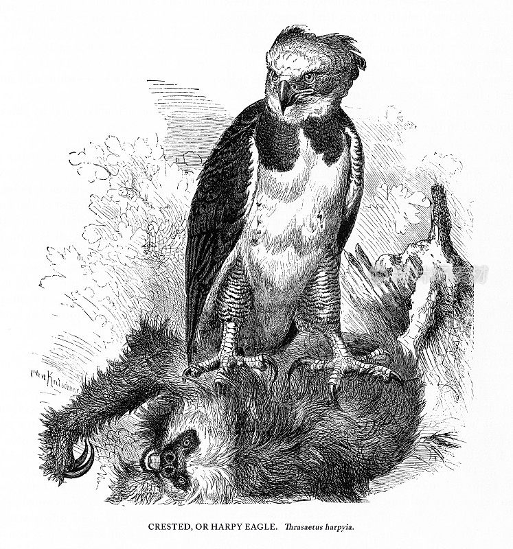 冠鹰，鸟，古董美国雕刻:自然历史，1885年
