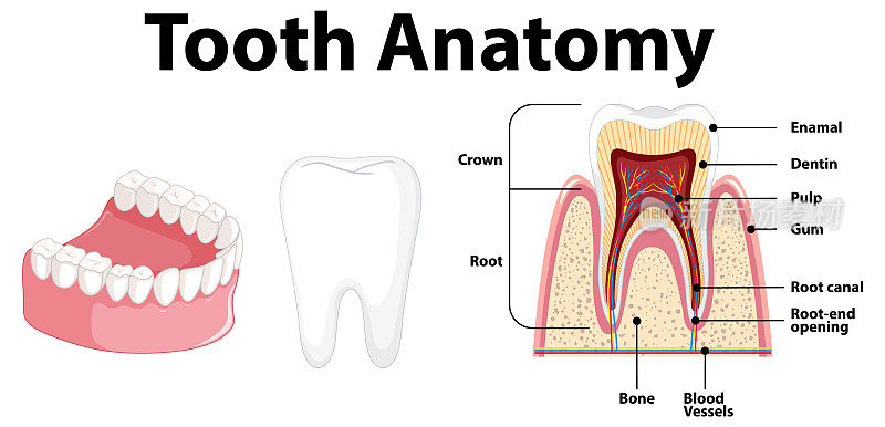 牙科科学中的人体解剖学信息图