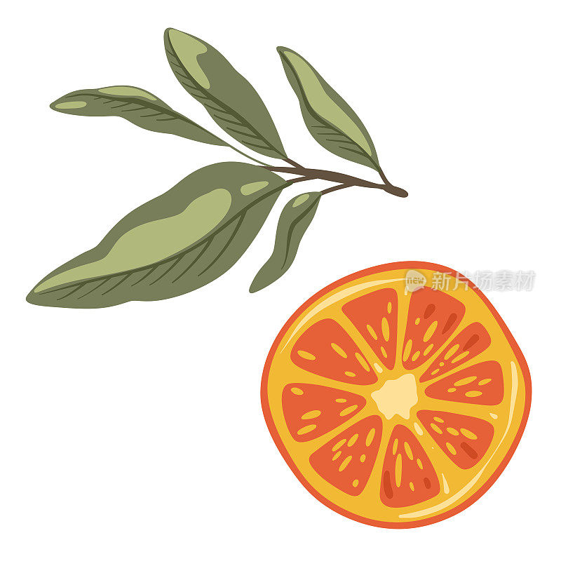 橘子和树枝柑橘类水果的卡通素描