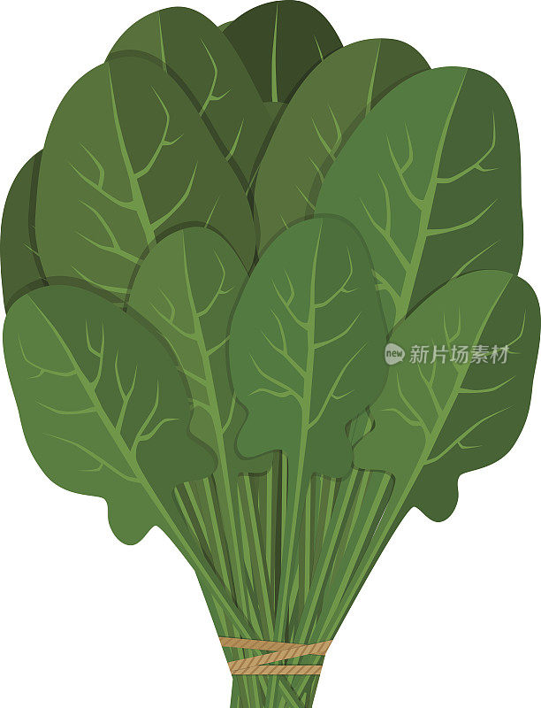一捆新鲜菠菜。绿色沙拉叶蔬菜。健康的素食。手绘彩色素描。