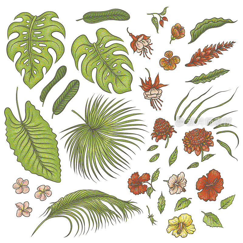 矢量草图彩色纹理集的孤立元素。绿叶热带植物，奇特的粉红色和红色花蕾。图片轮廓图收集季风雨林草本和植被