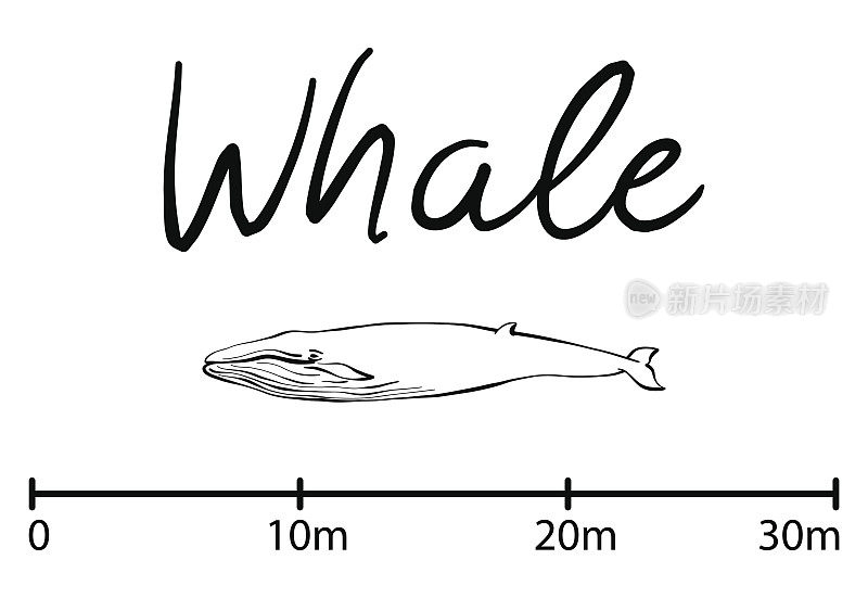 蓝鲸的剪影，蓝鲸孤立的黑白矢量