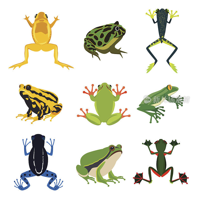 异国情调的两栖动物。不同的青蛙卡通风格。绿色动物与白色动物分离