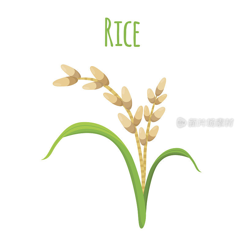 水稻种植，素食。绿色收获，稻谷小麦。矢量图
