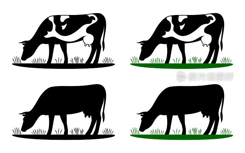 牛在草地上吃草，牛的剪影在田里吃草。