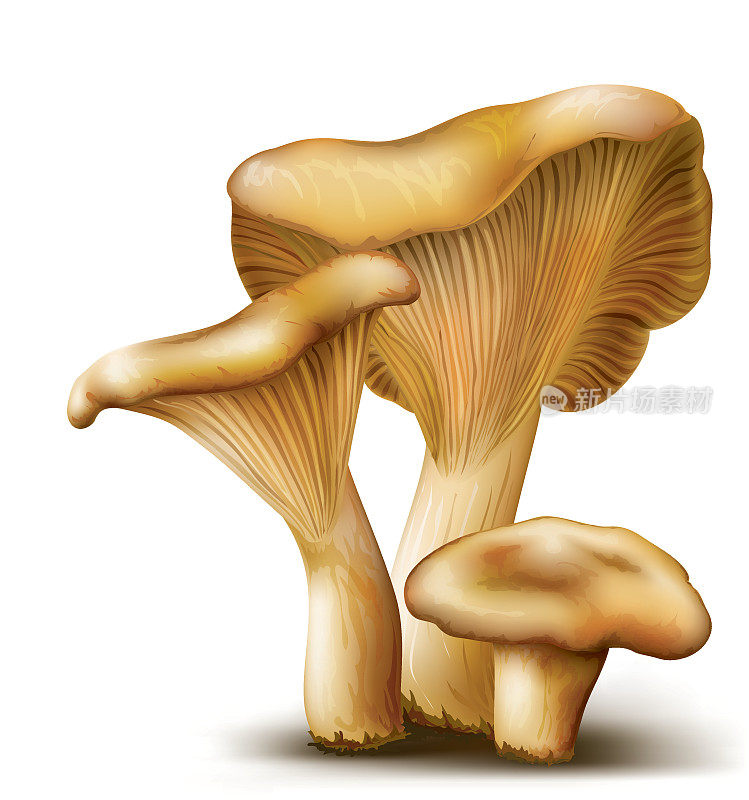 蘑菇鸡油菌