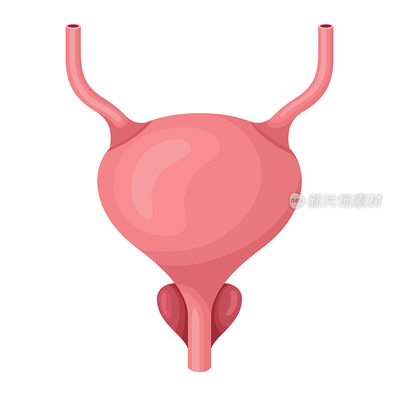 膀胱解剖学