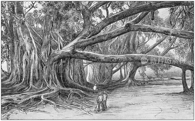 古董插图:Java树在Buitenzorg
