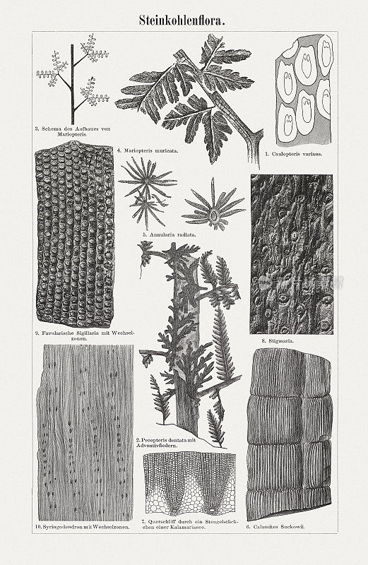 煤炭时代的植物，木版，1899年出版