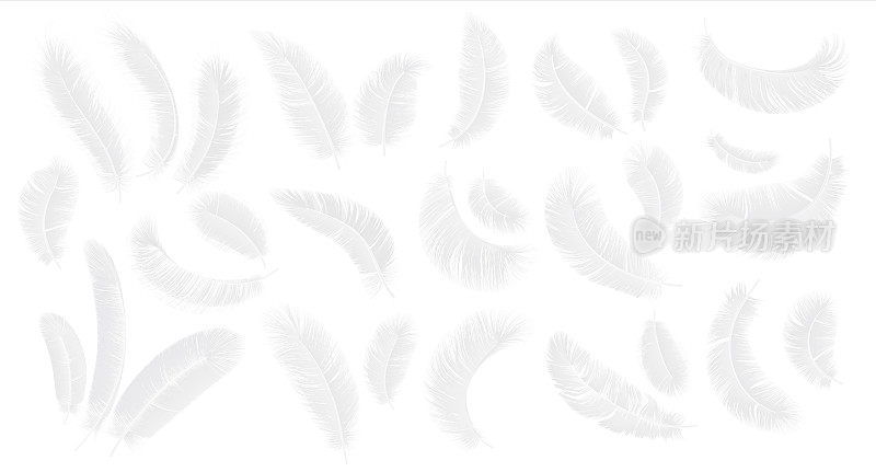 白色的羽毛。逼真的3D毛绒鸟羽毛在不同的角度，羽毛天堂装饰元素。轻和柔软的符号向量孤立集鹅，天使或天鹅羽毛