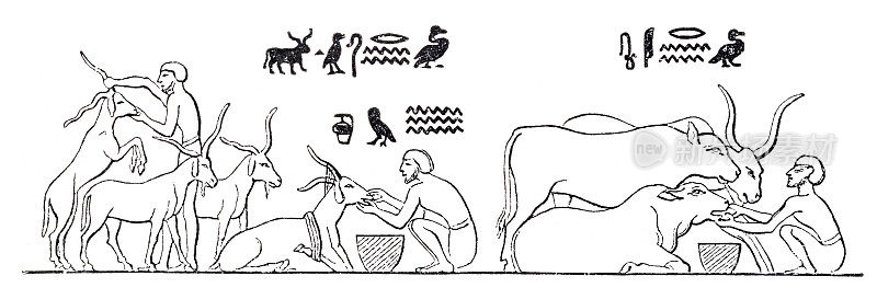 古埃及的象形文字，描绘农民在喂牛和山羊