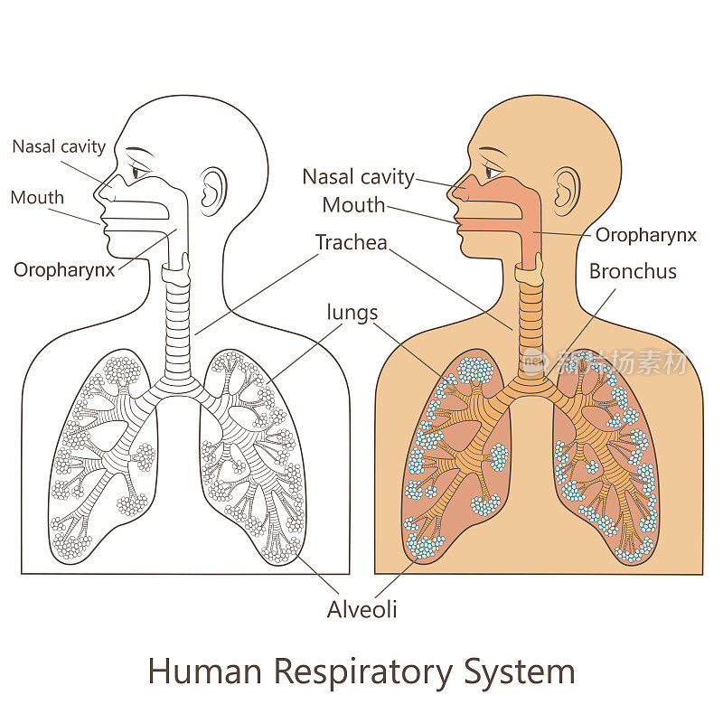 人类呼吸system-01