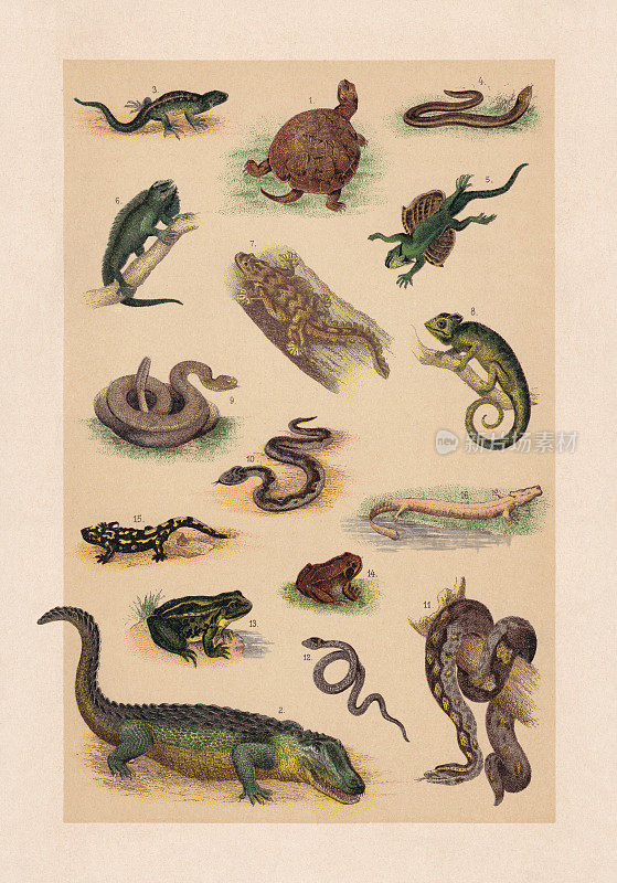 爬行动物;彩色平版印刷，出版于1889年