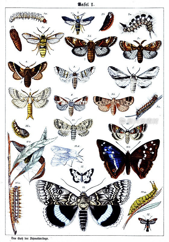 蝴蝶在白色背景7，彩色插图