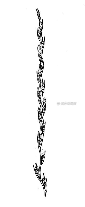 仿古插画:黑麦草