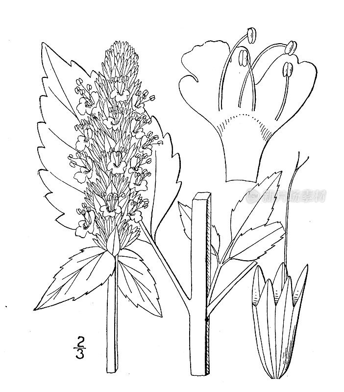 古植物学植物插图:龙舌兰、大牛膝草
