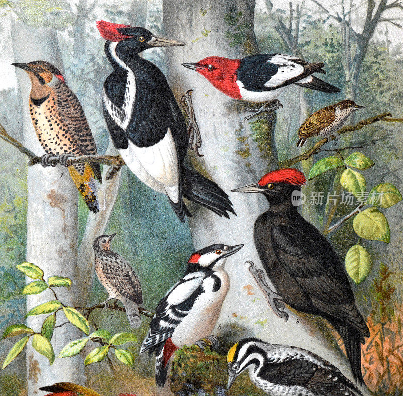 一套大的啄木鸟收藏。卡通鸟字符。完整的颜色。收藏热带啄木鸟。手绘全彩色雕刻插图。的动物的海报。